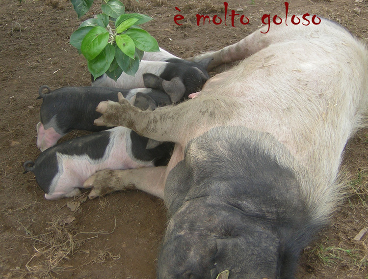 Le Porc Pie Noir du Pays Basque. – è molto goloso